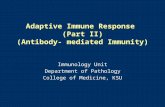 Adaptive Immune Response  (Part II) (Antibody- mediated Immunity)