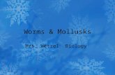 Worms & Mollusks
