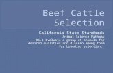 Beef Cattle Selection