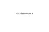 GI Histology 3