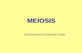 Cell Division in Gamete Cells