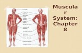 Muscular System: Chapter 8