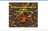 Nervous system  histology and anatomy  chapters  12, 13, 14