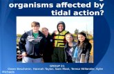 How are fouling organisms affected by tidal action?