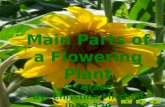 Main Parts of a Flowering Plant 2 nd  Grade By: Christina Mitchell IRED 320