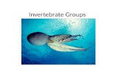 Invertebrate Groups