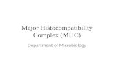 Major  Histocompatibility  Complex (MHC)