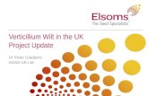 Verticillium Wilt in the UK Project Update