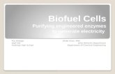 Biofuel  Cells Purifying engineered enzymes to generate electricity