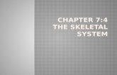 Chapter 7:4 The skeletal system