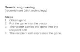 Genetic engineering  (recombinant DNA technology) Steps Obtain gene Put the gene into the vector