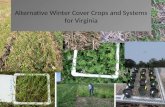Alternative Winter Cover Crops and Systems for Virginia