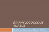 Staphylococcous Aureus