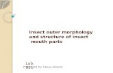Insect outer morphology and structure of insect mouth parts