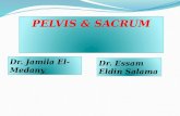 PELVIS & SACRUM