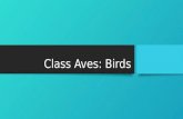 Class Aves: Birds