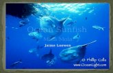 Ocean Sunfish “ Mola Mola ”
