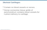 Skeletal Cartilages