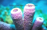 Introduction to Sponges