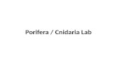 Porifera  /  Cnidaria  Lab