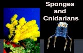 Sponges  and  Cnidarians