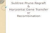 Subtree  Prune  Regraft & Horizontal Gene Transfer or Recombination