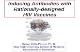 Inducing Antibodies with Rationally-designed  HIV Vaccines