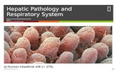 Hepatic Pathology and Respiratory System
