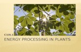 Energy Processing in Plants