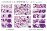 Hematopoiesis  Simplified:  Part 1 Erythropoiesis