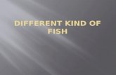 DIFFERENT KIND OF FISH