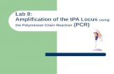 Lab 8: Amplification of the tPA Locus  using the Polymerase Chain Reaction  (PCR)