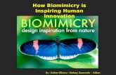 How  Biomimicry  is Inspiring Human Innovation
