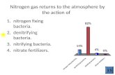 Nitrogen gas returns to the atmosphere by the action of 