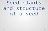 Seed plants and structure of a seed