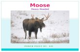 Moose Heavy Headed