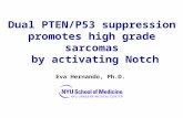 Dual PTEN/P53 suppression promotes high grade sarcomas  by activating Notch