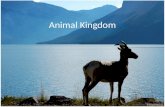 Animal  Kingdom