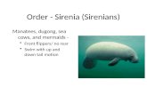 Order - Sirenia (Sirenians)