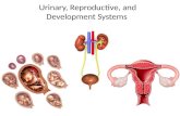 Urinary, Reproductive, and Development Systems