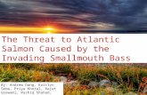 The Threat to Atlantic Salmon Caused by the Invading Smallmouth Bass