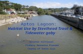 Aptos Lagoon:  Habitat Use by Steelhead Trout & Tidewater goby