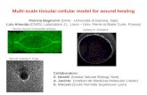Multi- scale tissular -cellular model for  wound healing
