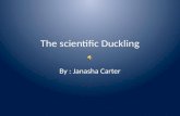 The scientific Duckling