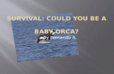 Survival: Could  YoU  BE A  Baby Orca?