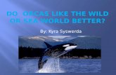 Do  Orcas Like The Wild Or Sea world Better?