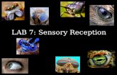 LAB  7 :  Sensory Reception