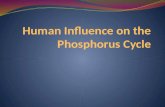 Human Influence on the Phosphorus Cycle