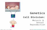 Genetics Cell Division: Meiosis &  Sexual  Reproduction