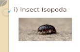 i) Insect Isopoda